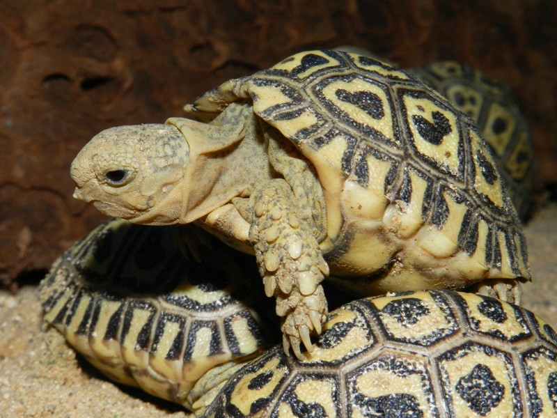 Mladé želvy pardálí, foto (c) Petr Velenský, Zoo Praha